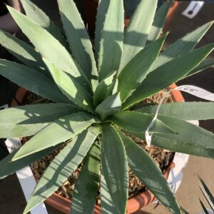 Agave Colorata