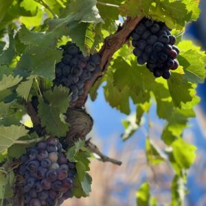 Vitis Vinifera Varieta Sangiovese op stam