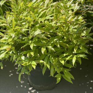 Leucothoe XXL
