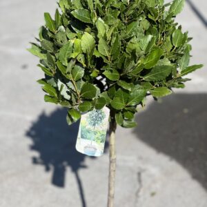 Laurus Nobilis op stam - Laurierboom