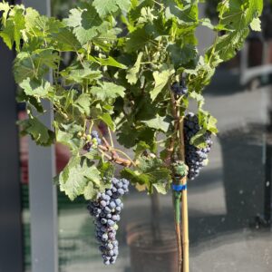 Vitis Cabernet Sauvignon op mini stam