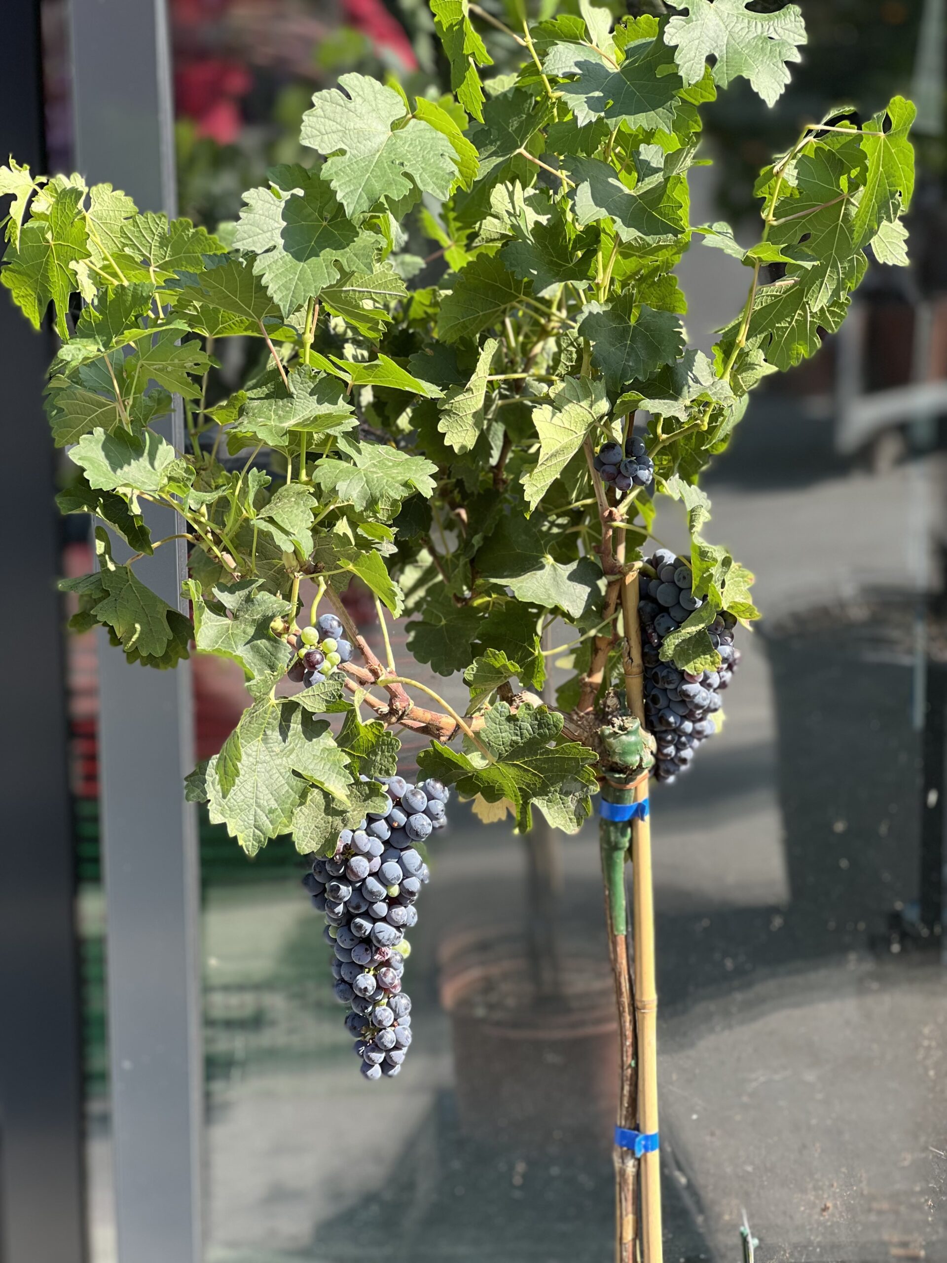 Vitis Cabernet Sauvignon op mini stam