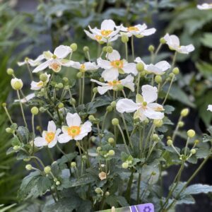 Anemone hybrida Honorine Jobert