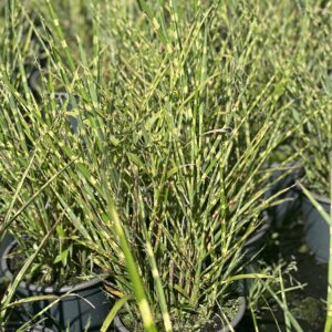 Miscanthus sinensis Strictus - prachtriet