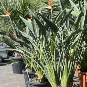 Strelitzia Reginae 140 cm