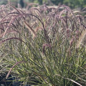 Pennisetum Cherry Sparkler