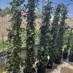 Klimop - Hedera Hibernica op piramide