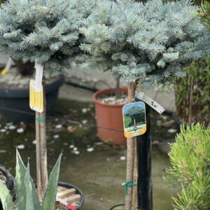Picea Pungens Glauca Globosa 95 cm