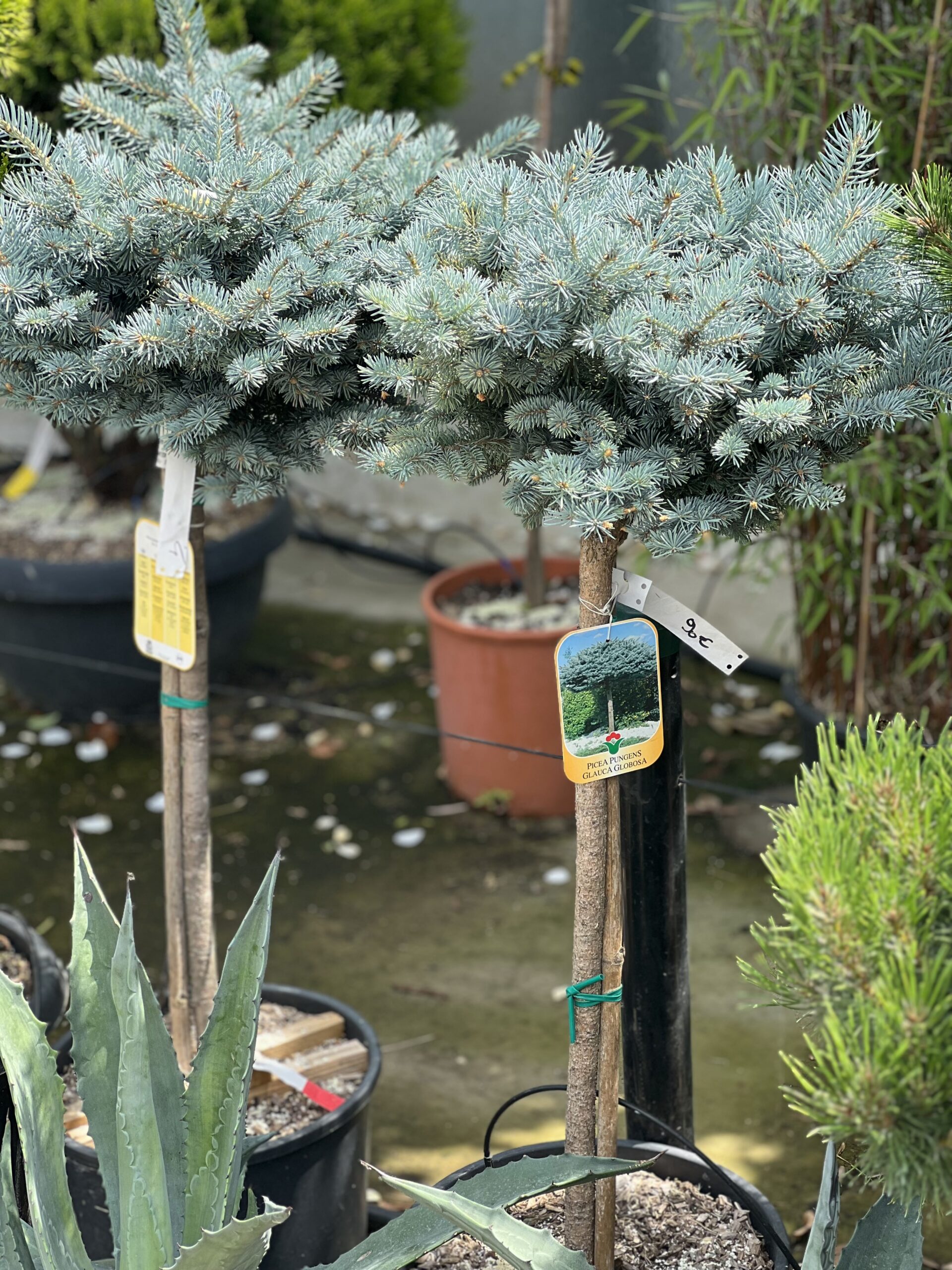 Picea Pungens Glauca Globosa 95 cm