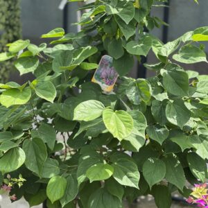 Cercis chinensis Avondale - Chinese judasboom
