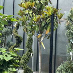 Magnolia grandiflora Gallisoniensis op stam