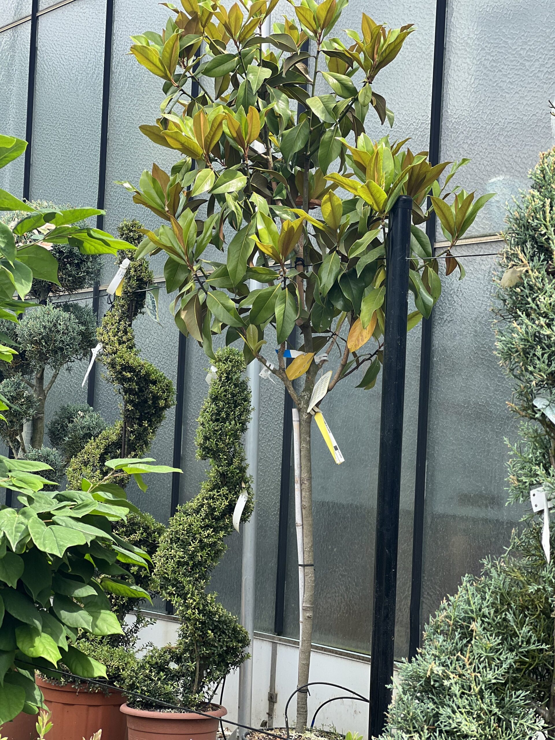 Magnolia grandiflora Gallisoniensis op stam