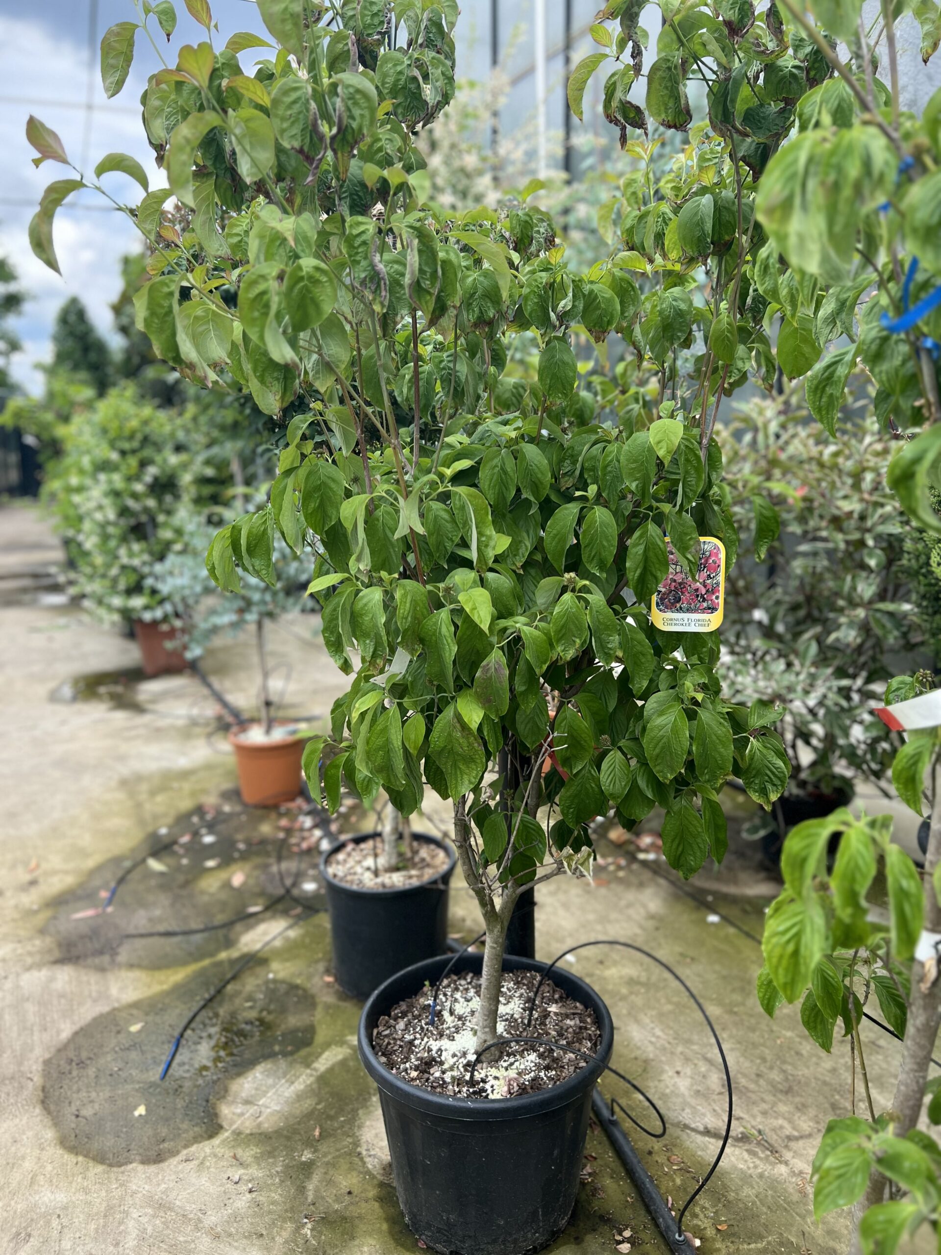 Cornus florida Cherokee Chief op struik 160cm - Image 2
