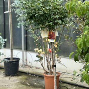 Euonymus Altus Compactus - Kardinaalshoed of Kardinaalsmuts