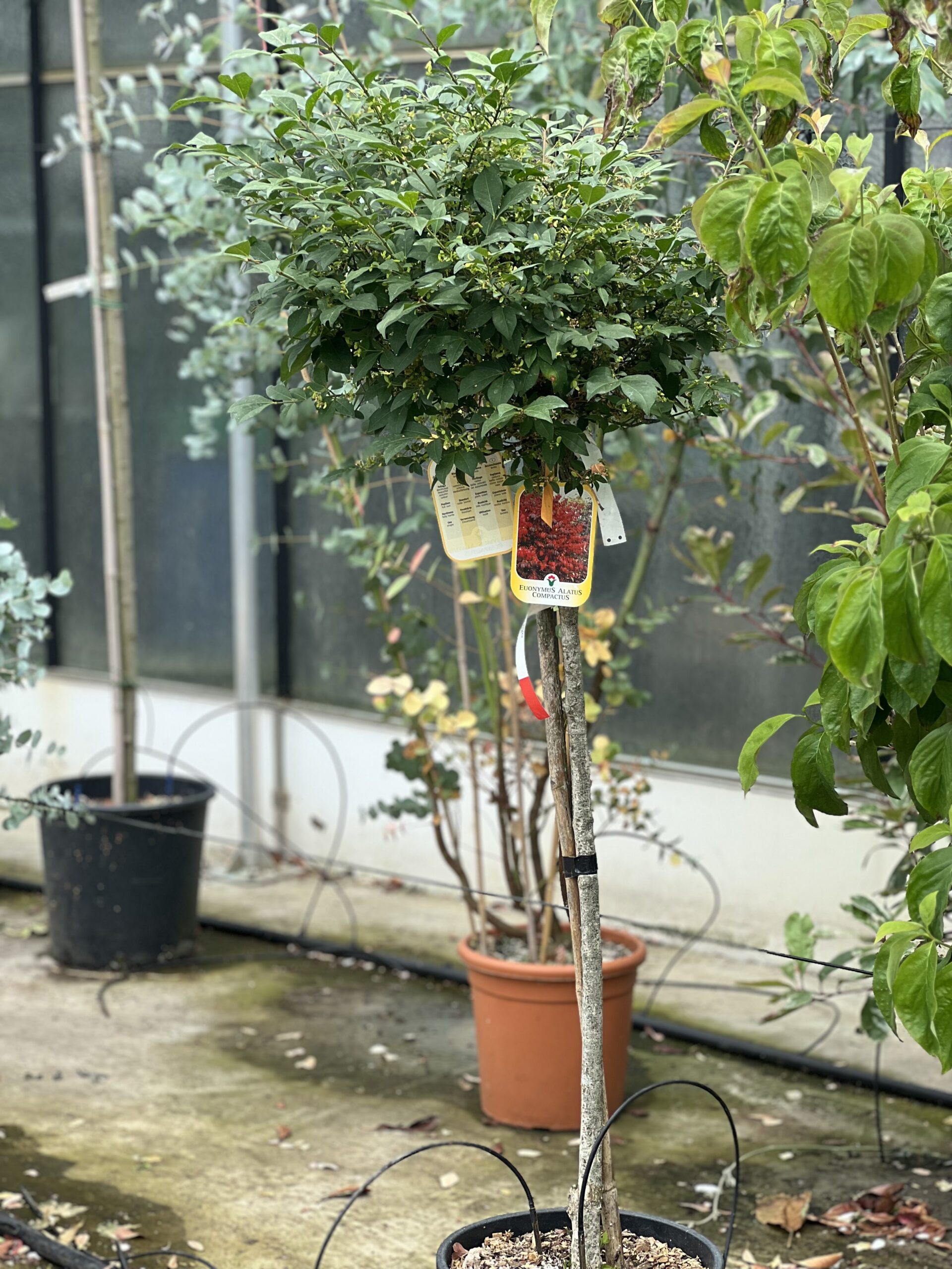 Euonymus Altus Compactus - Kardinaalshoed of Kardinaalsmuts