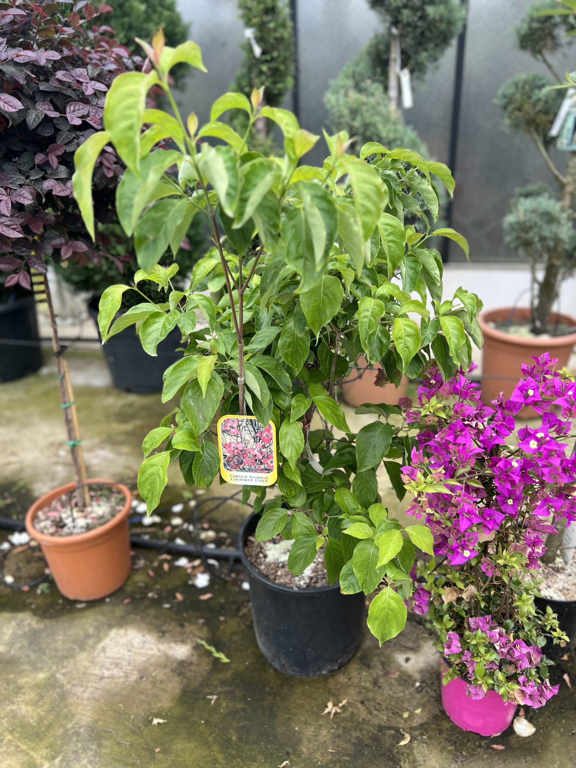 Cornus Florida Cherokee Chief op struik 80 cm - Image 2