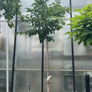 Prunus Yedoensis hoogstam - Japanse Sierkers