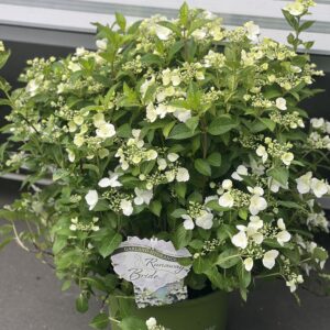 Hydrangea X Runaway Bride groot formaat