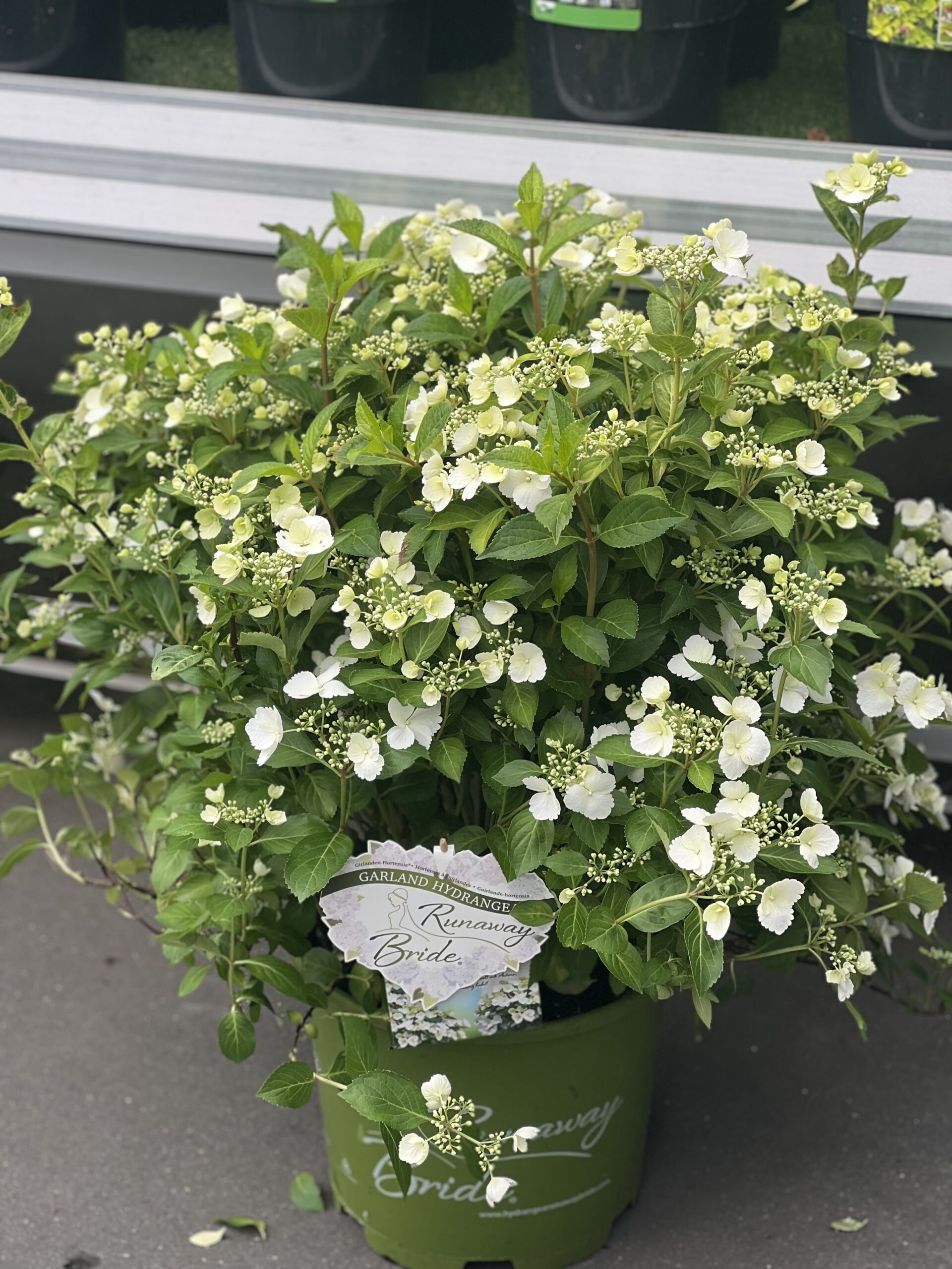 Hydrangea X Runaway Bride groot formaat