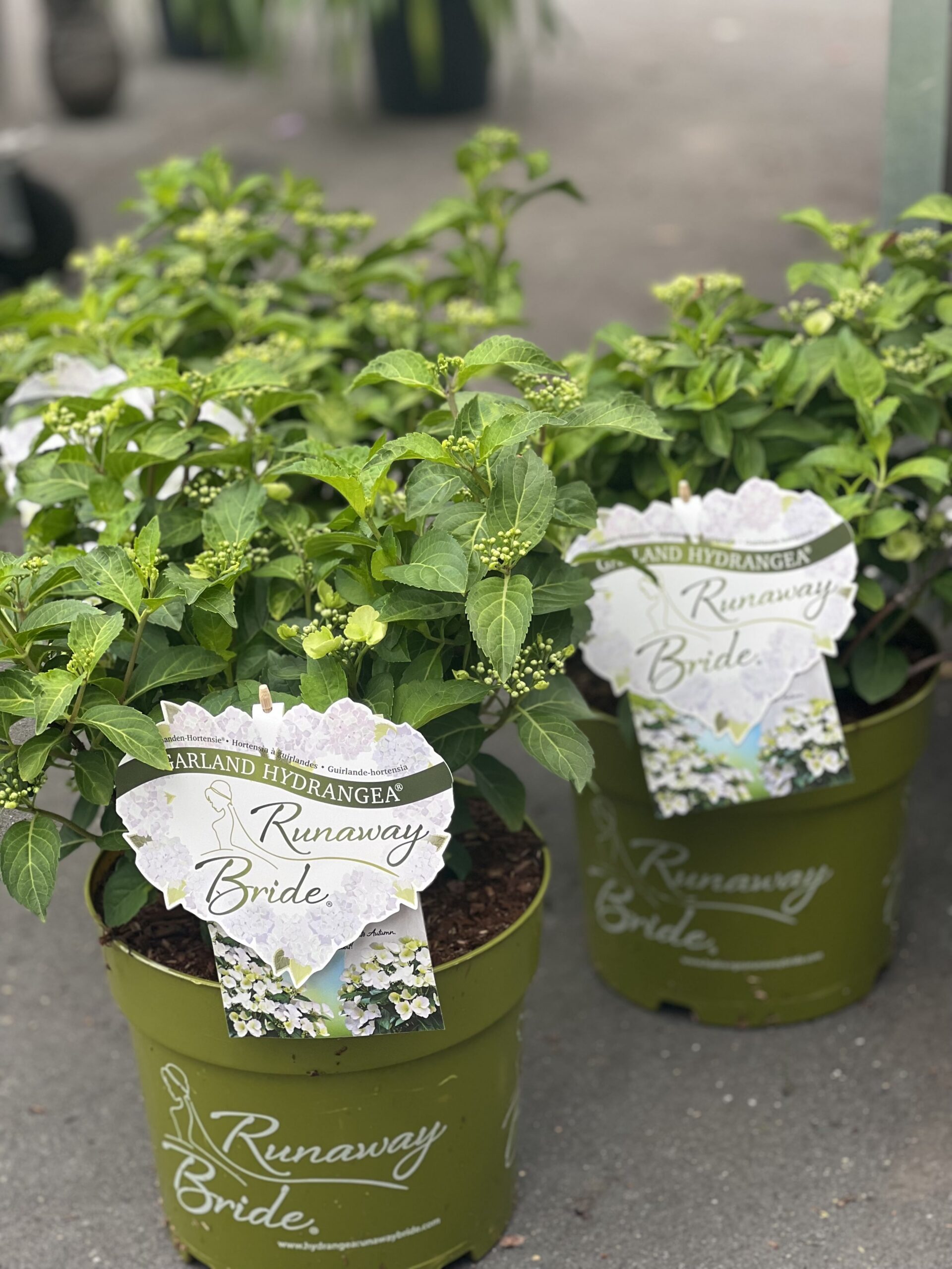 Hydrangea x Runaway Bride klein formaat