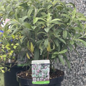 Rostrinucula dependens Happy Cascade