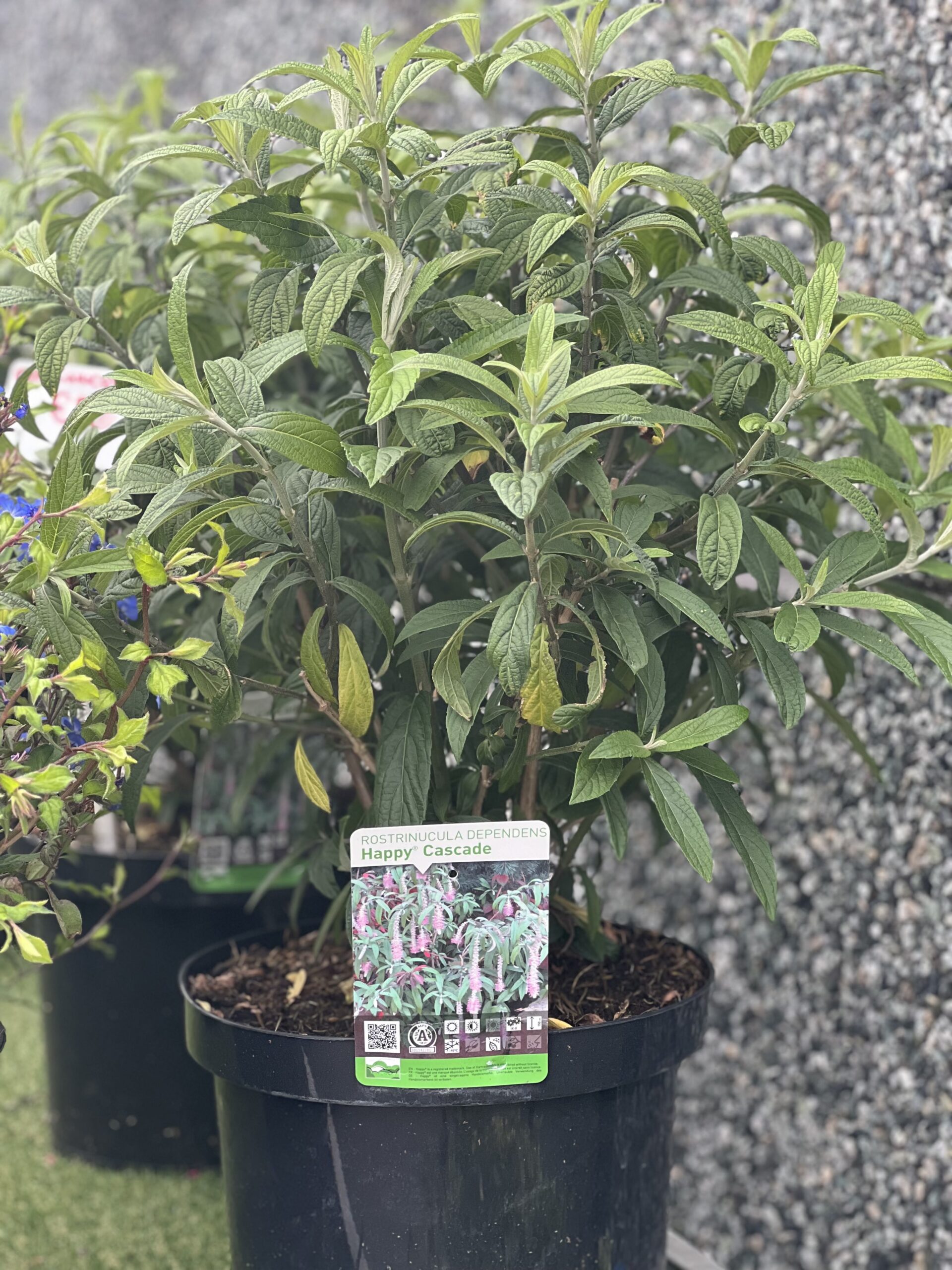 Rostrinucula dependens Happy Cascade