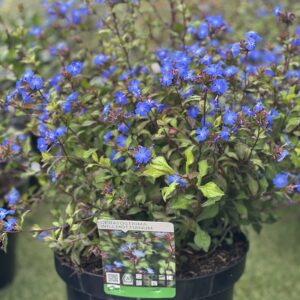 Ceratostigma Willmottianum - Loodkruid