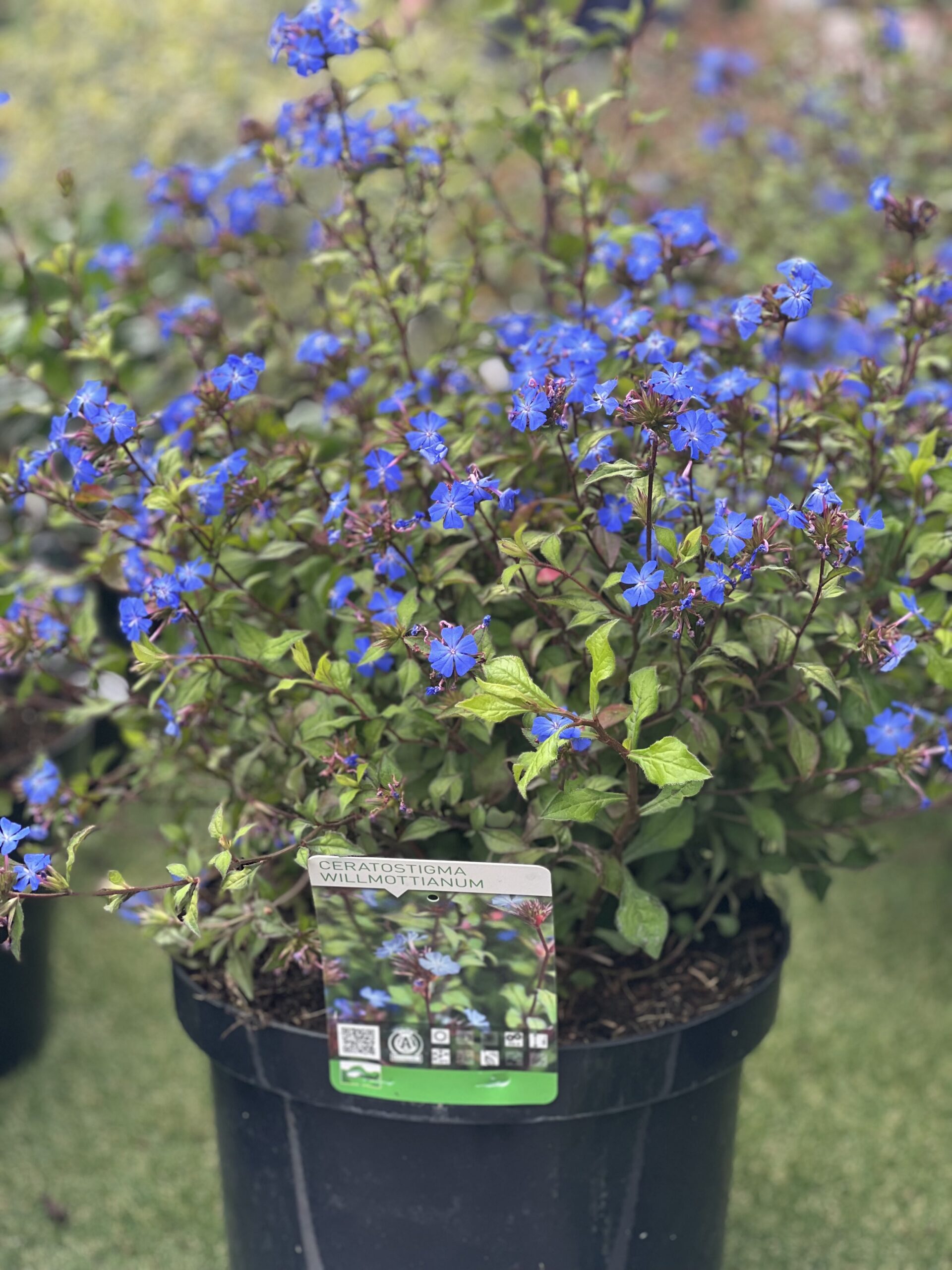 Ceratostigma Willmottianum - Loodkruid