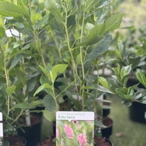 Clethra alnifolia Ruby Spice - Schijnels Ruby Spice