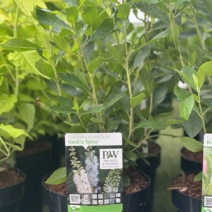 Clethra alnifolia Vanilla Spice - Schijnels Vanilla Spice