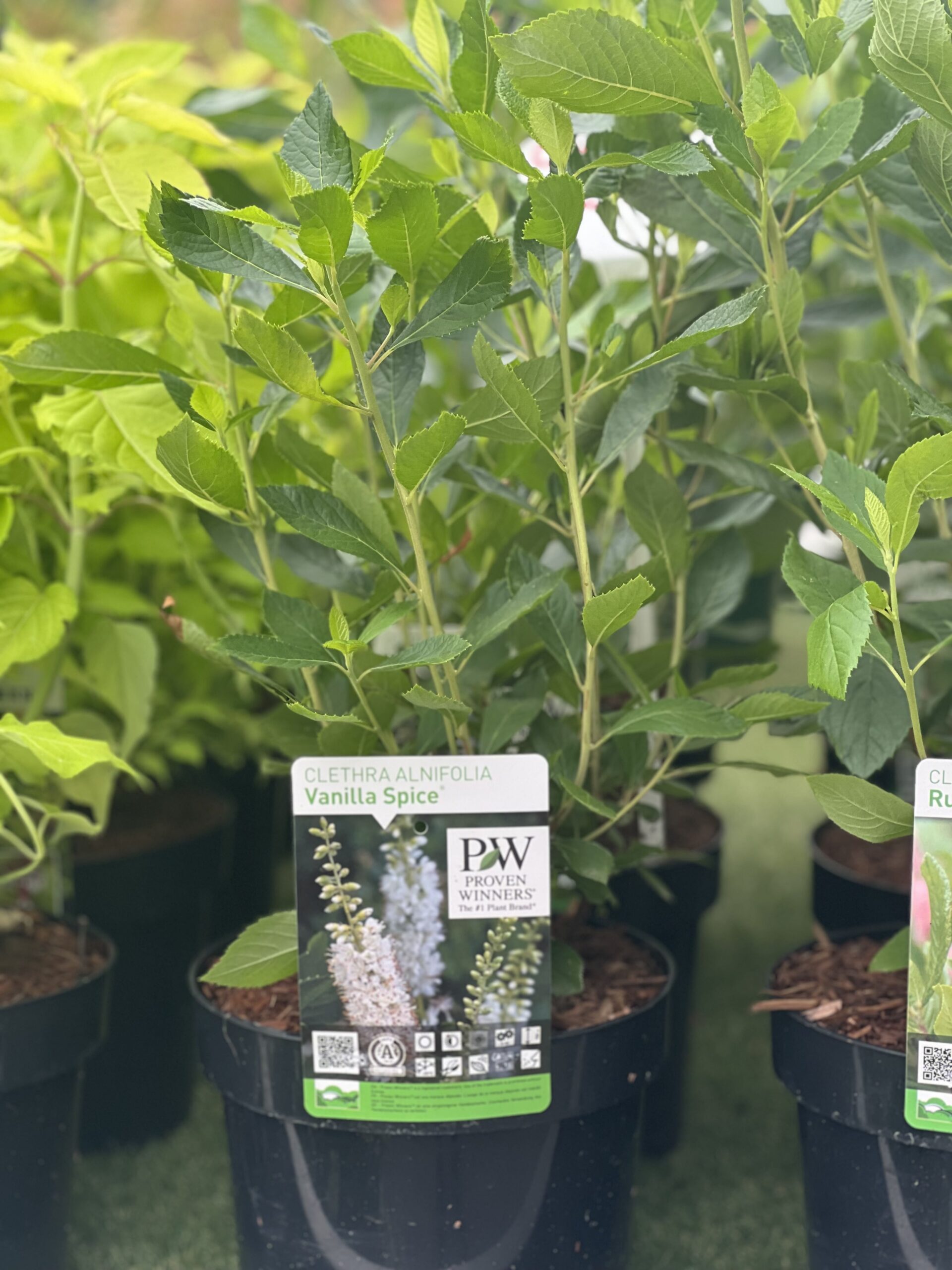 Clethra alnifolia Vanilla Spice - Schijnels Vanilla Spice