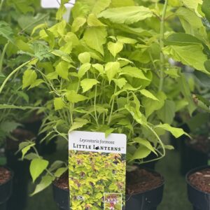 Leycesteria formosa Little Lanterns - Fazantenbes