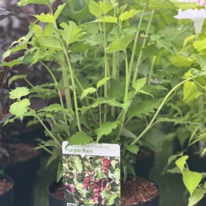 Leycesteria formosa Purple Rain - Fazantenbes
