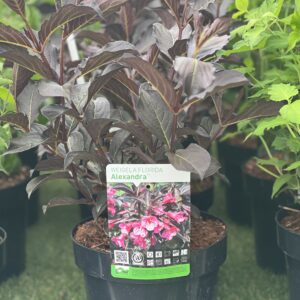 Weigela Florida Alexandra