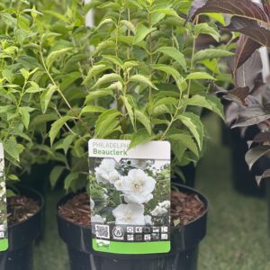 Philadelphus Beauclerk - Boerenjasmijn