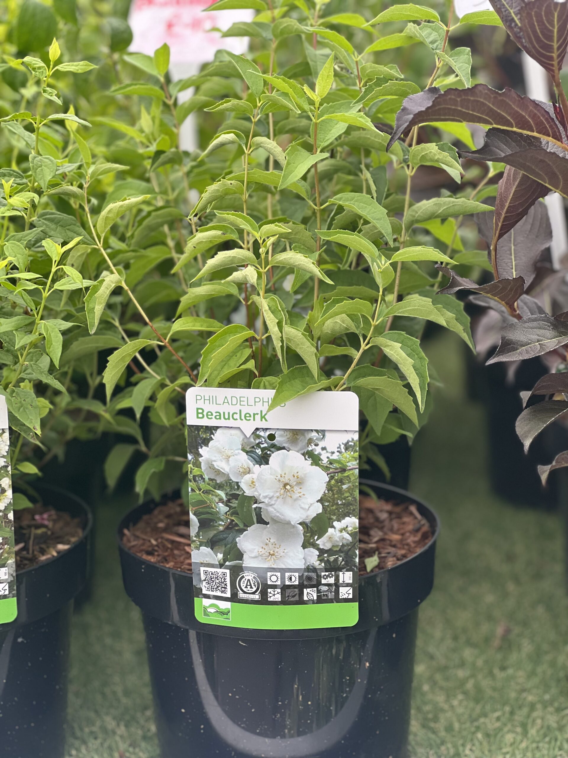 Philadelphus Beauclerk - Boerenjasmijn