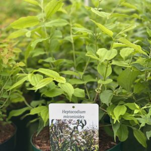 Heptacodium miconioides Noble - Zeven zonen bloem