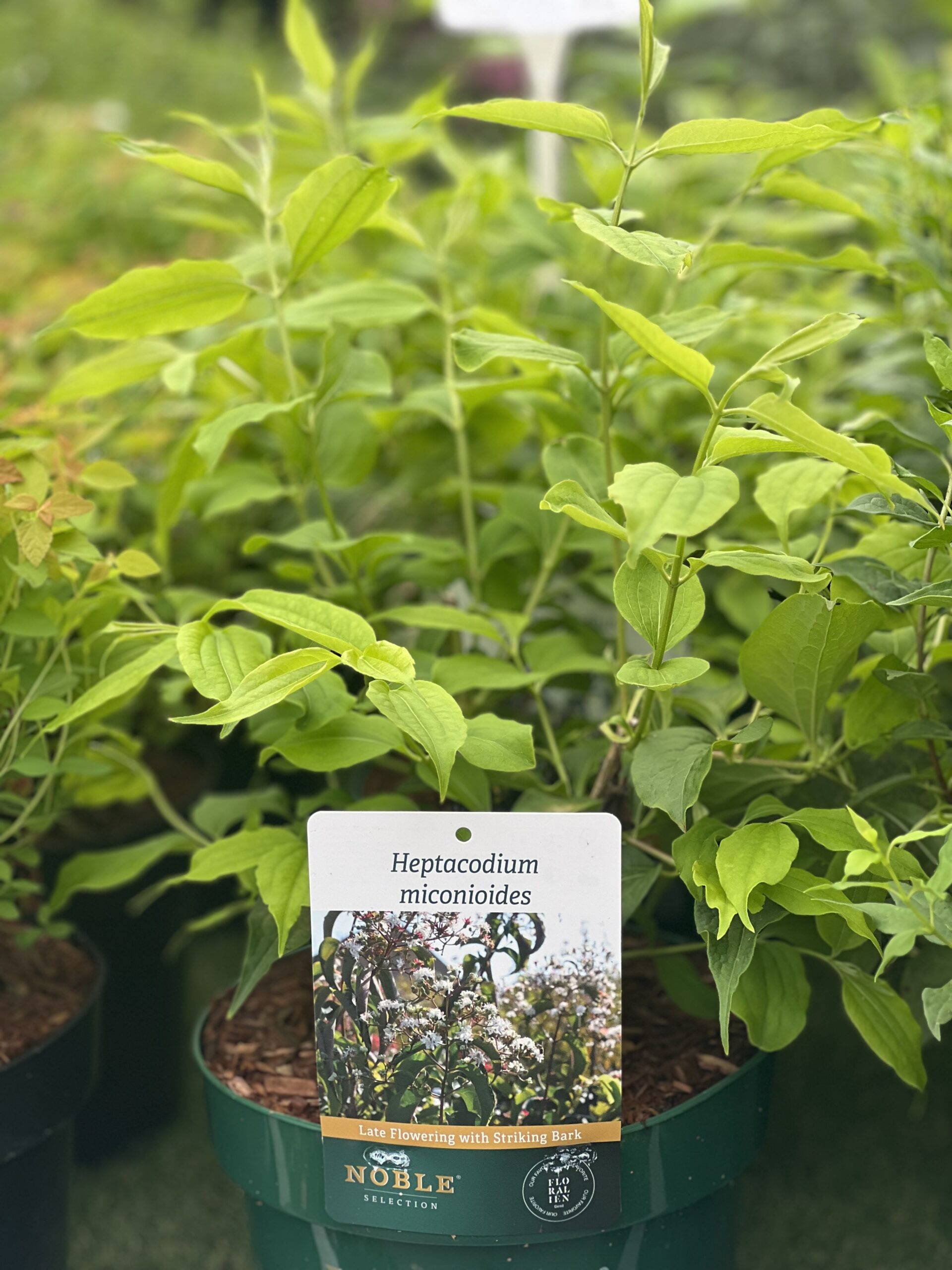 Heptacodium miconioides Noble - Zeven zonen bloem