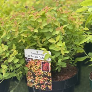 Spiraea japonica Zen'Spirit Caramel - Spierstruik