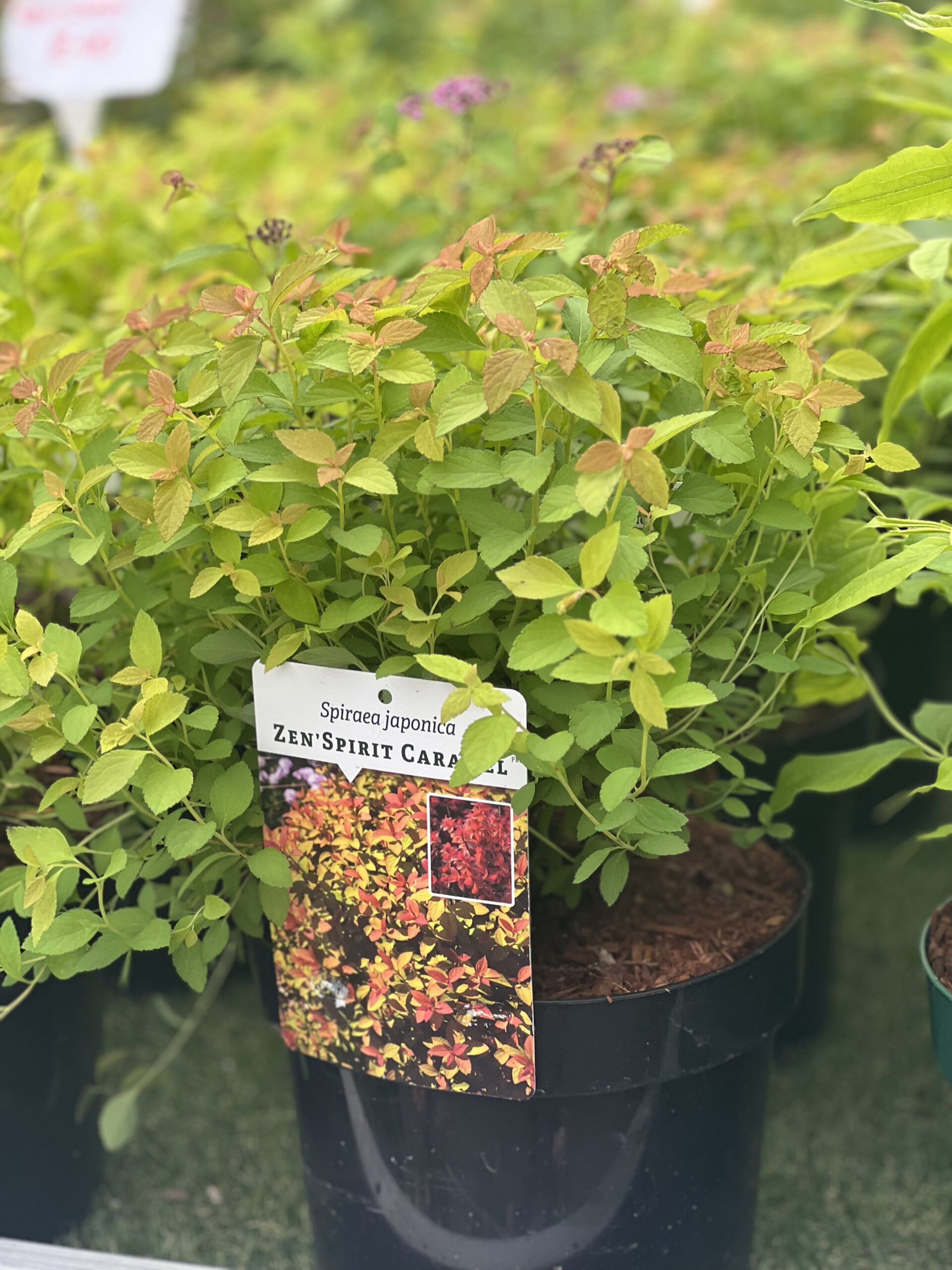 Spiraea japonica Zen'Spirit Caramel - Spierstruik