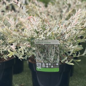 Salix integra Hakuro Nishiki - Japanse Bonte Wilg