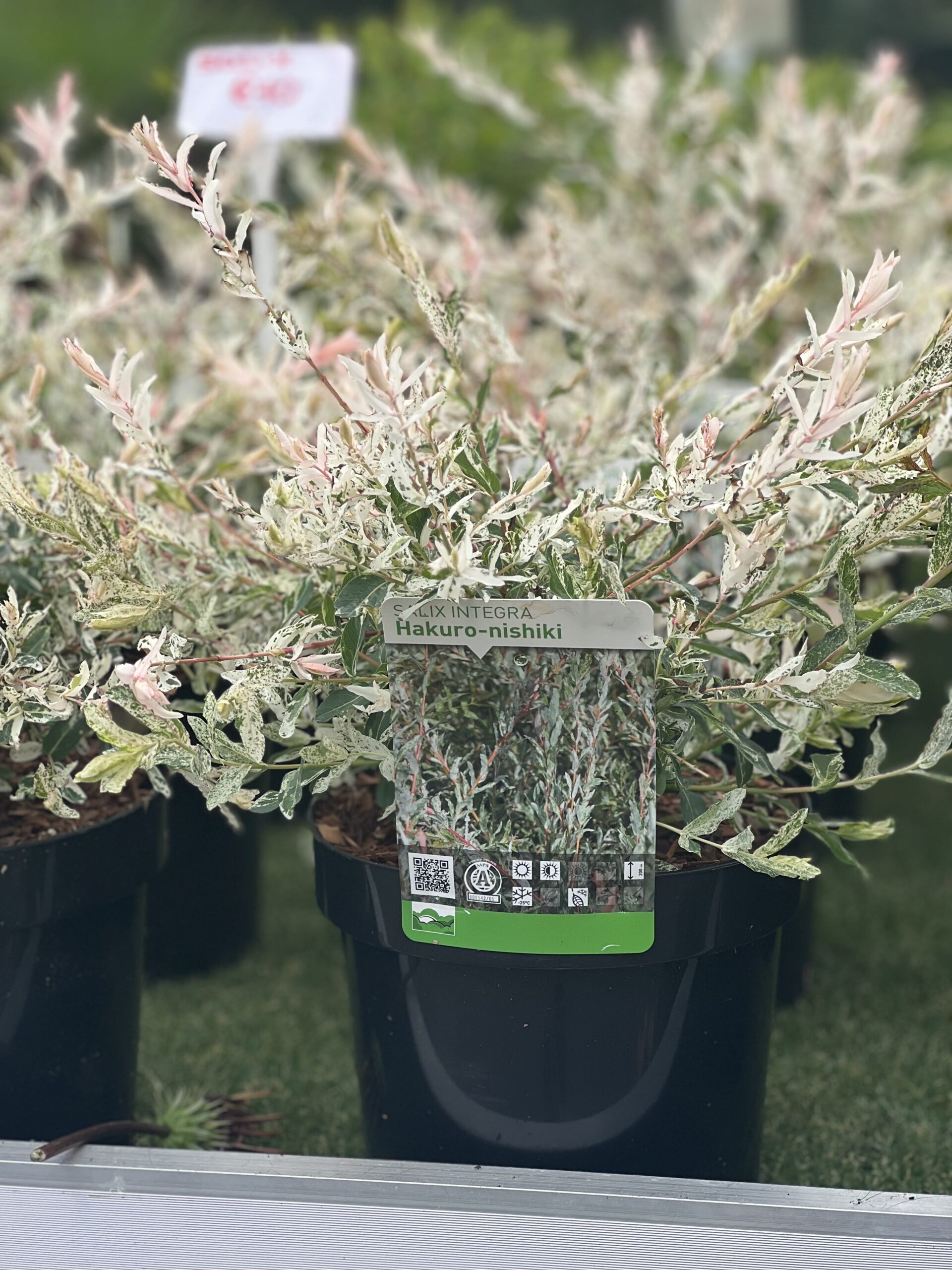 Salix integra Hakuro Nishiki - Japanse Bonte Wilg