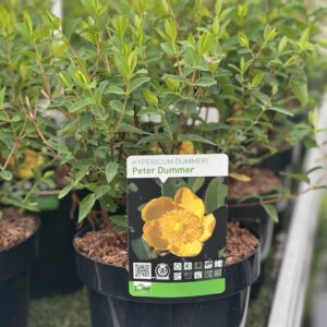 Hypericum dummeri Peter Dummer - Hertshooi