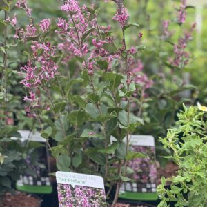 Syringa bloomerang Dark Purple