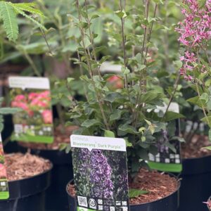 Syringa bloomerang Pink Perfume