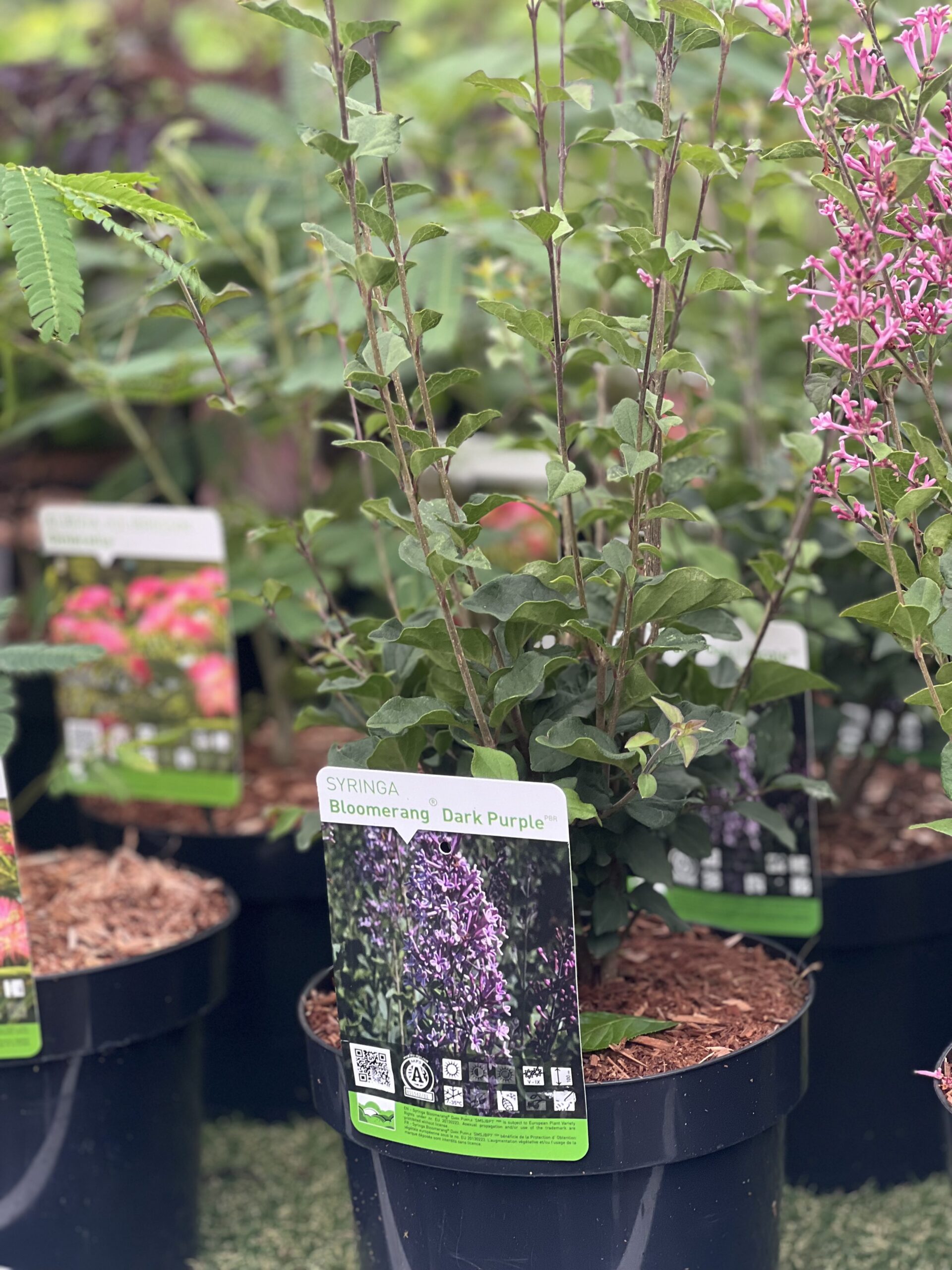 Syringa bloomerang Pink Perfume