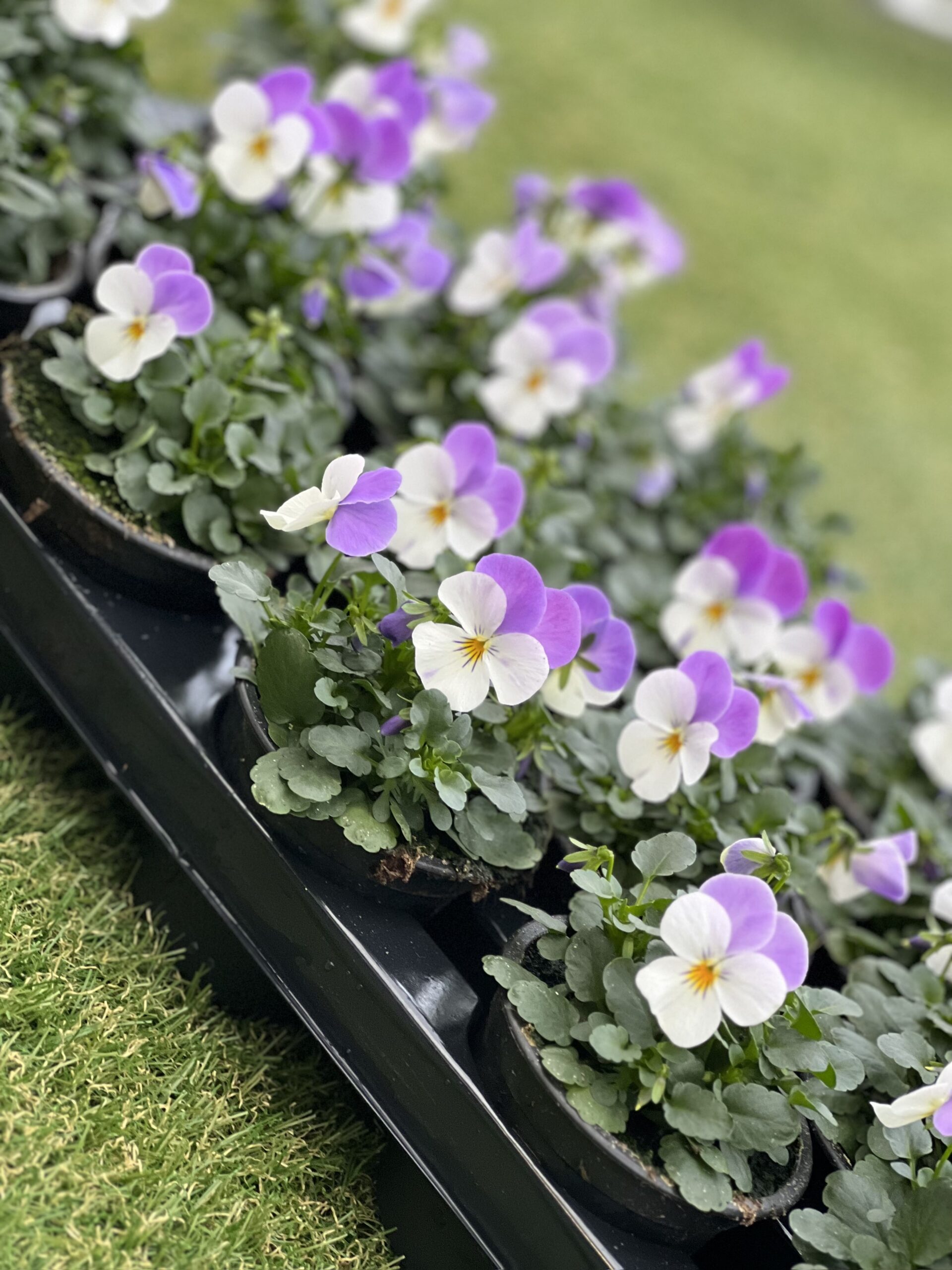 Zomerviool Kleinbloemig - Viooltjes - Image 2