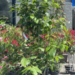 Calycanthus floridus Aphrodite - Specerijstruik