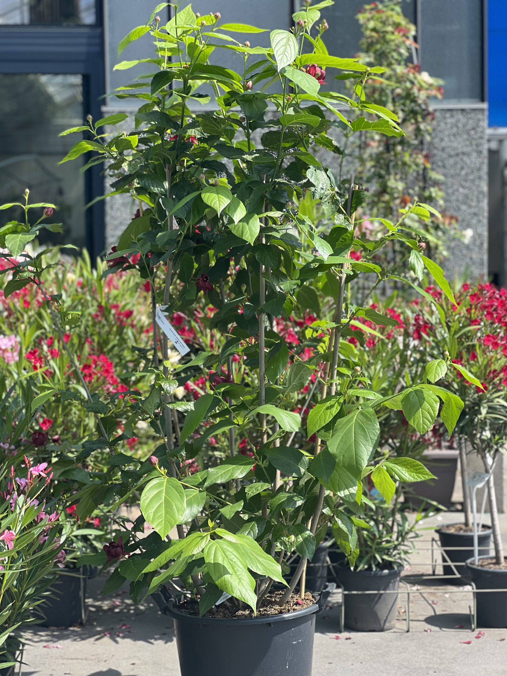 Calycanthus floridus Aphrodite - Specerijstruik