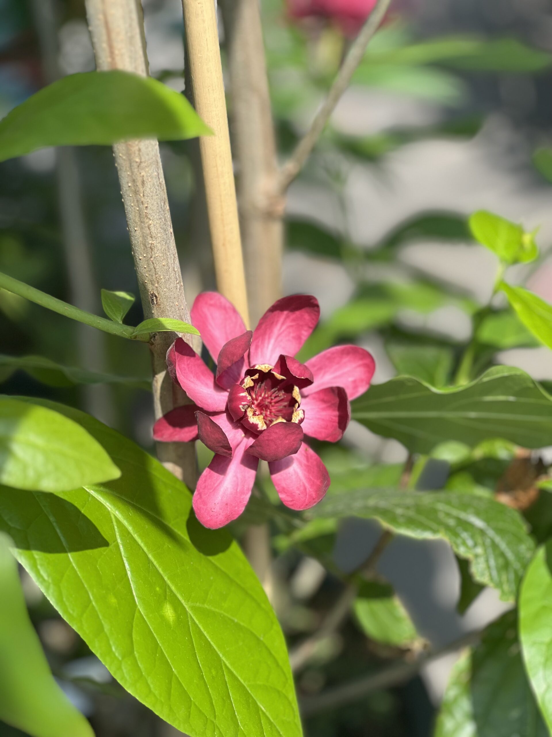 Calycanthus floridus Aphrodite - Specerijstruik - Image 2
